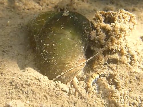 Altra specie aliena nelle nostre acque, l'invasione della Sinotaia quadrata