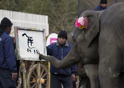 Yumeka, l'elefante pittore 6