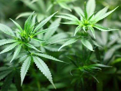 Ancona, Giovane coppia usava una serra per la marijuana