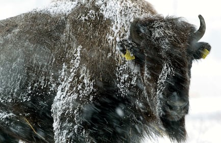 La neve e i bisonti 4