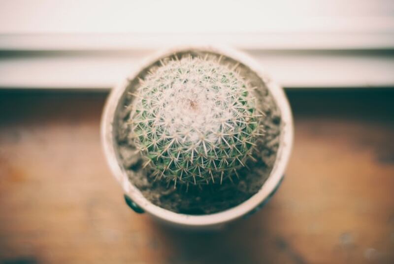 Mammillaria Zeilmanniana