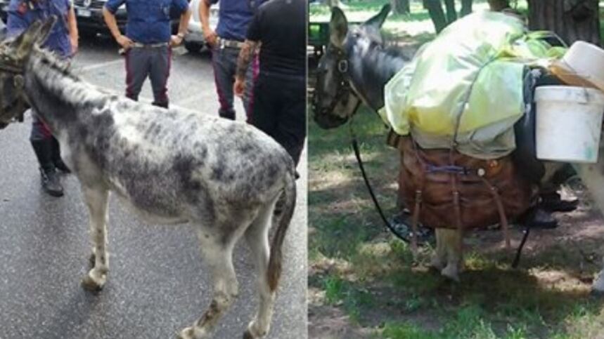 Duemila chilometri con un carico di 100 kg: il caso dell'asinello Pimpon