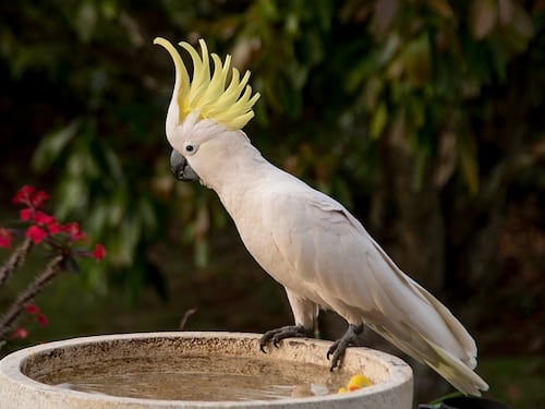 Spavaldo, il pappagallo sopravvissuto a 5 proiettili
