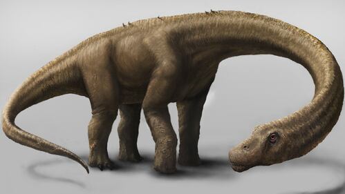 Scoperti in Argentina i resti del dinosauro da record 2