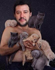 Invasione di gattini sulla bacheca di Salvini 1