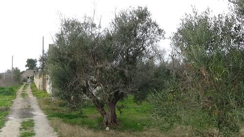Gallipoli, l'epicentro del focolaio dove gli ulivi "sono stati lasciati morire" 10