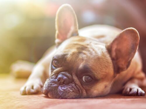 Allarme maltrattamenti animali, ogni ora un reato