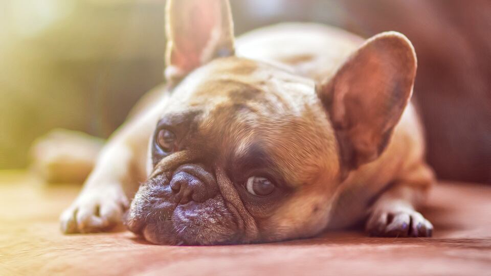 Allarme maltrattamenti animali, ogni ora un reato