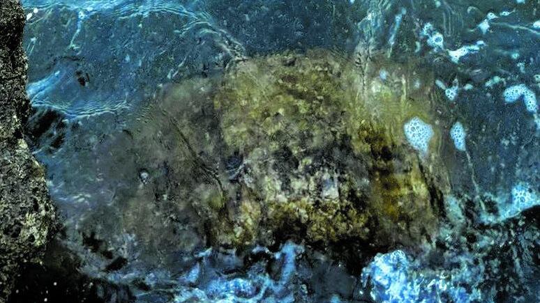 Allarme mucillagine. L'Adriatico è un mare di schiuma bianca