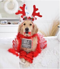 Il miglior Buon Natale è quello che ci augurano i nostri animali 9
