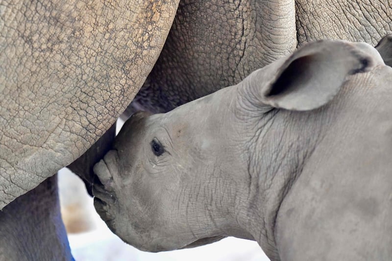 Taiwan, nato un cucciolo di rinoceronte bianco 4
