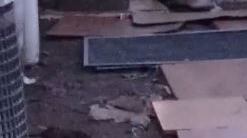 Milano, invasione di topi nel cantiere in zona Maciachini