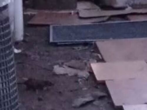 Milano, invasione di topi nel cantiere in zona Maciachini