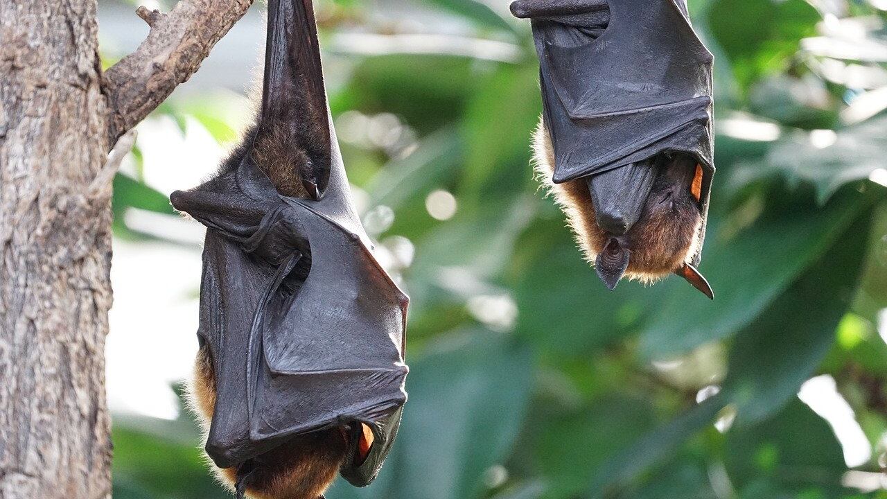 Nuovi coronavirus nei pipistrelli: ecco perché non fanno paura