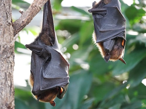 Trasportano i coronavirus ma sono immuni: il segreto dei pipistrelli
