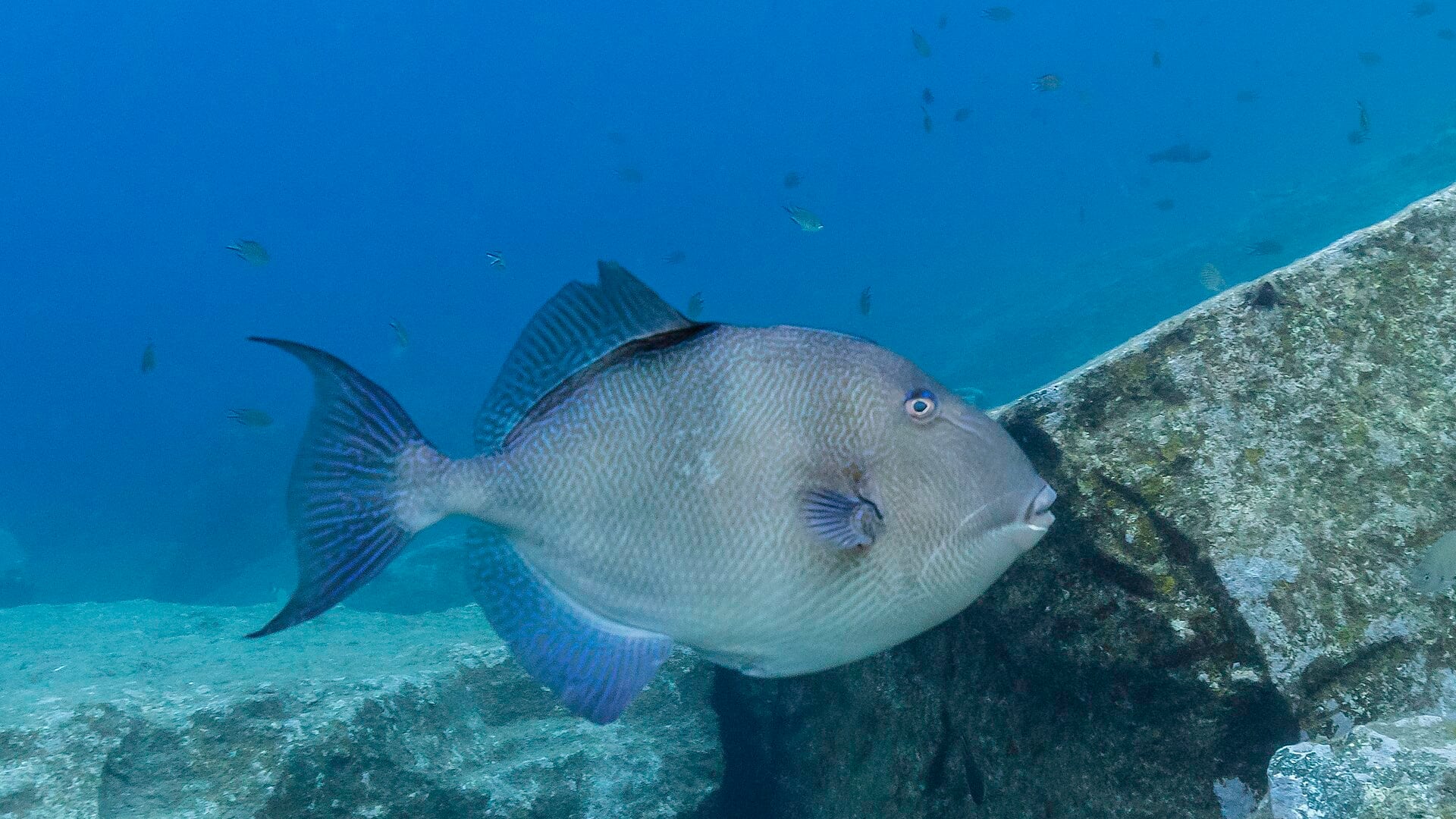 Pesce balestra