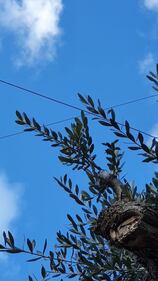 Lecce, le immagini dell'ulivo dopo l'innesto 3