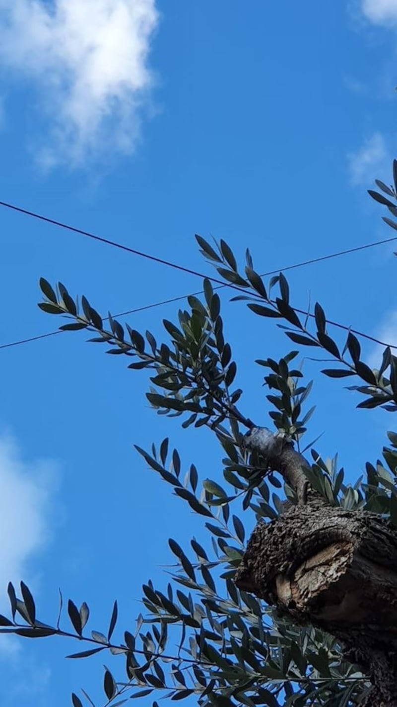 Lecce, le immagini dell'ulivo dopo l'innesto 3