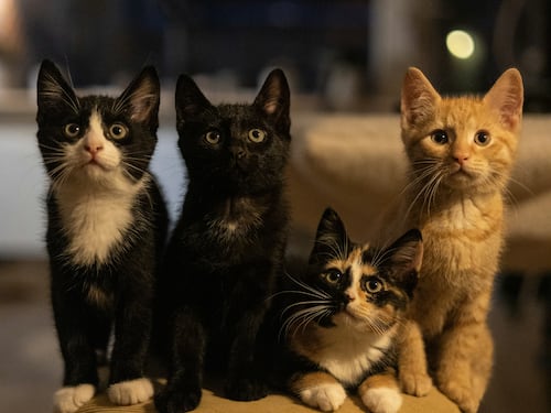 Gli animali sono una consolazione per la cattiveria di noi umani