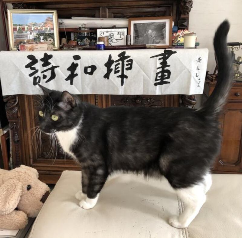 Le poesie di Huang Yongyu 7