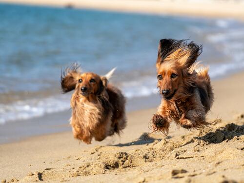 Vacanze con cani e gatti, come organizzarle