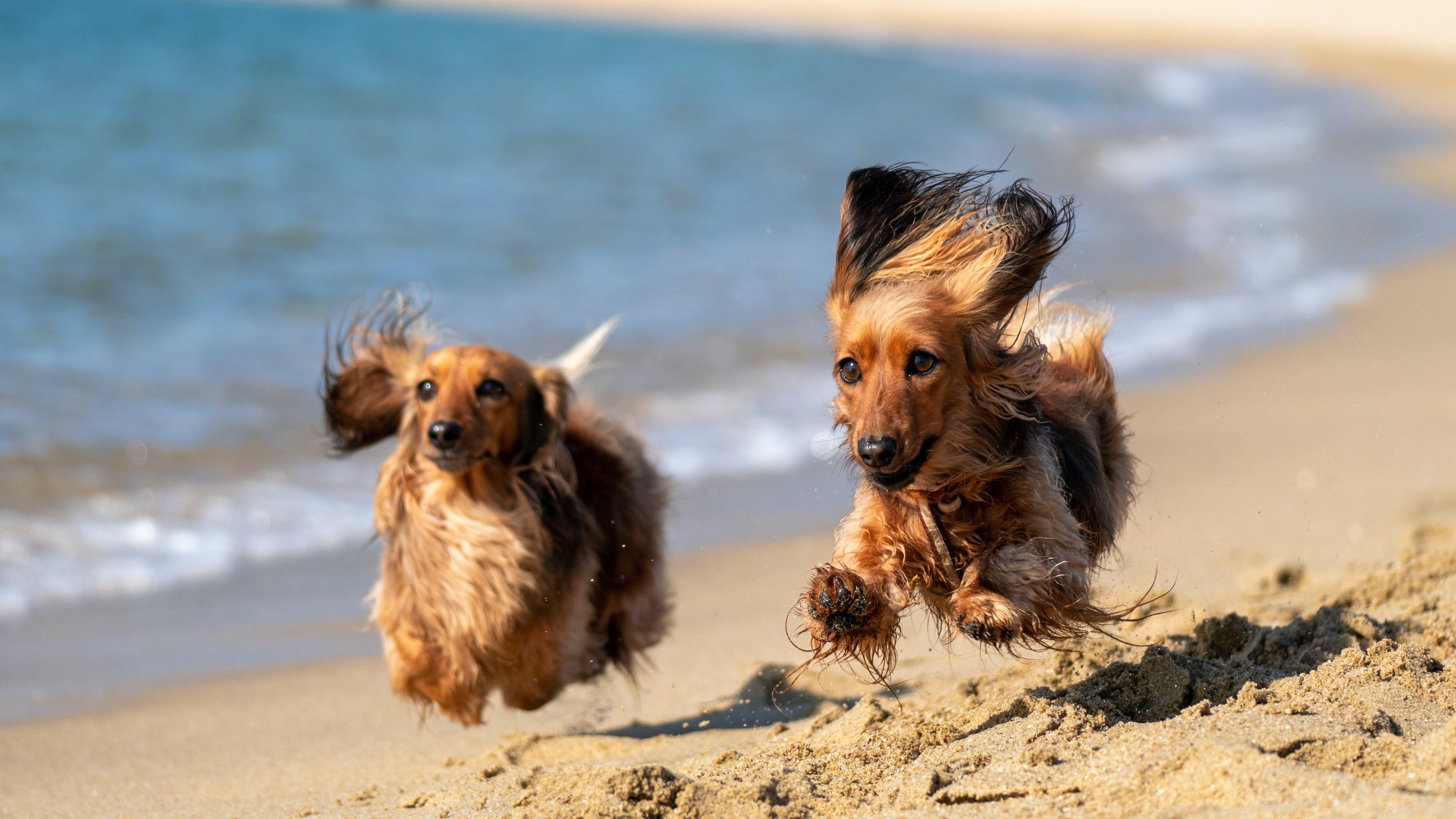 Vacanze con cani e gatti, come organizzarle