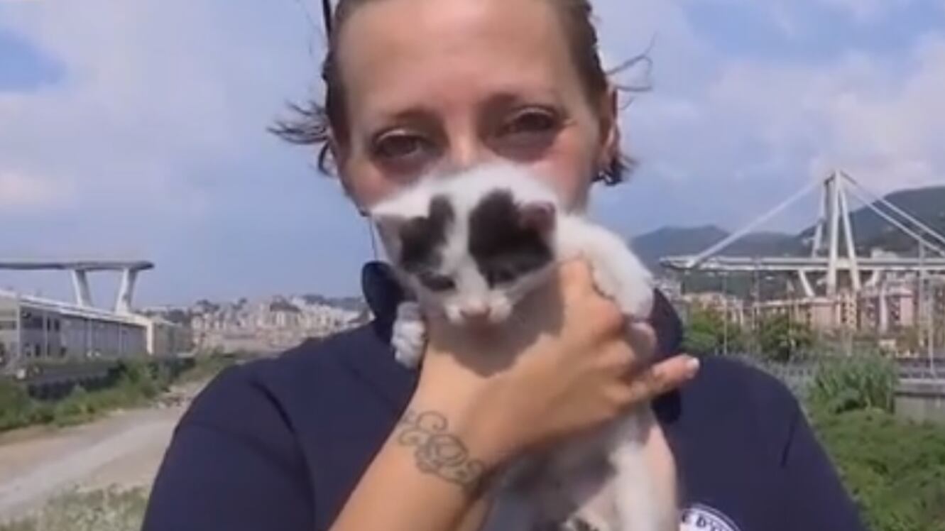Miracolo sotto ponte Morandi: salvati dalle macerie due gattini