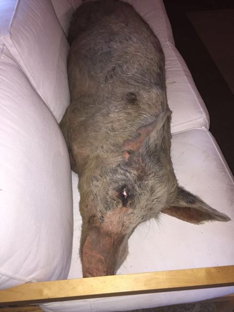 Un maiale sul divano in Sardegna 1