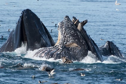 Il pellicano rischia la vita...nella bocca di una balena 7
