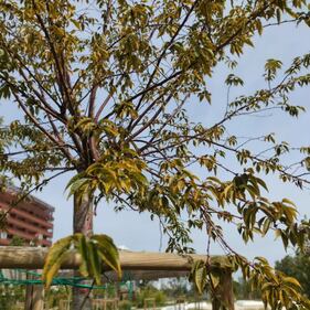 Manutenzione del verde al 'Parco 8 marzo' di Milano 4