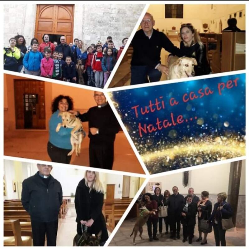 Vieste, i cani del canile dati in adozione davanti alle chiese 3