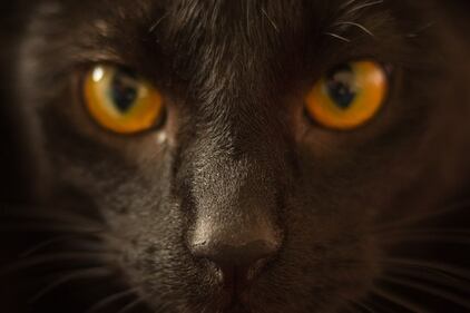 Gatto nero, foto 7