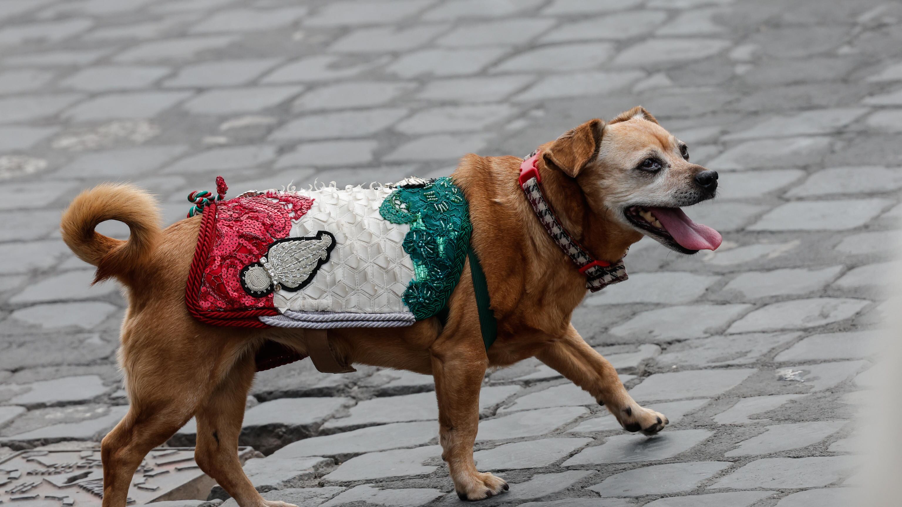 Chi è Briciola, la mascotte a quattro zampe dei Carabinieri