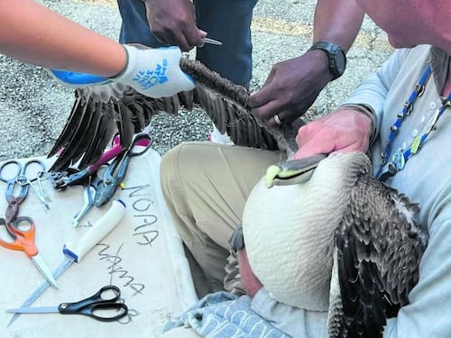 Pellicano ferito bussa con il becco al centro ricerca per chiedere aiuto