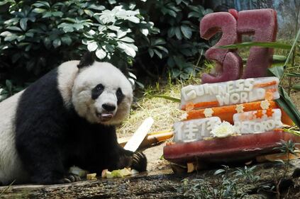 Il panda più vecchio al mondo fa gli anni oggi 4