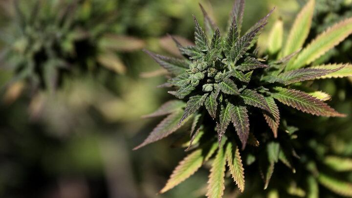 Perché Coca-Cola vorrebbe creare una bevanda a base di cannabis