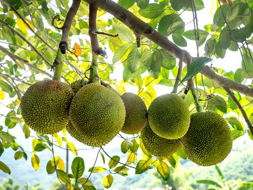 Albero del pane, tutti i segreti di questo superfood