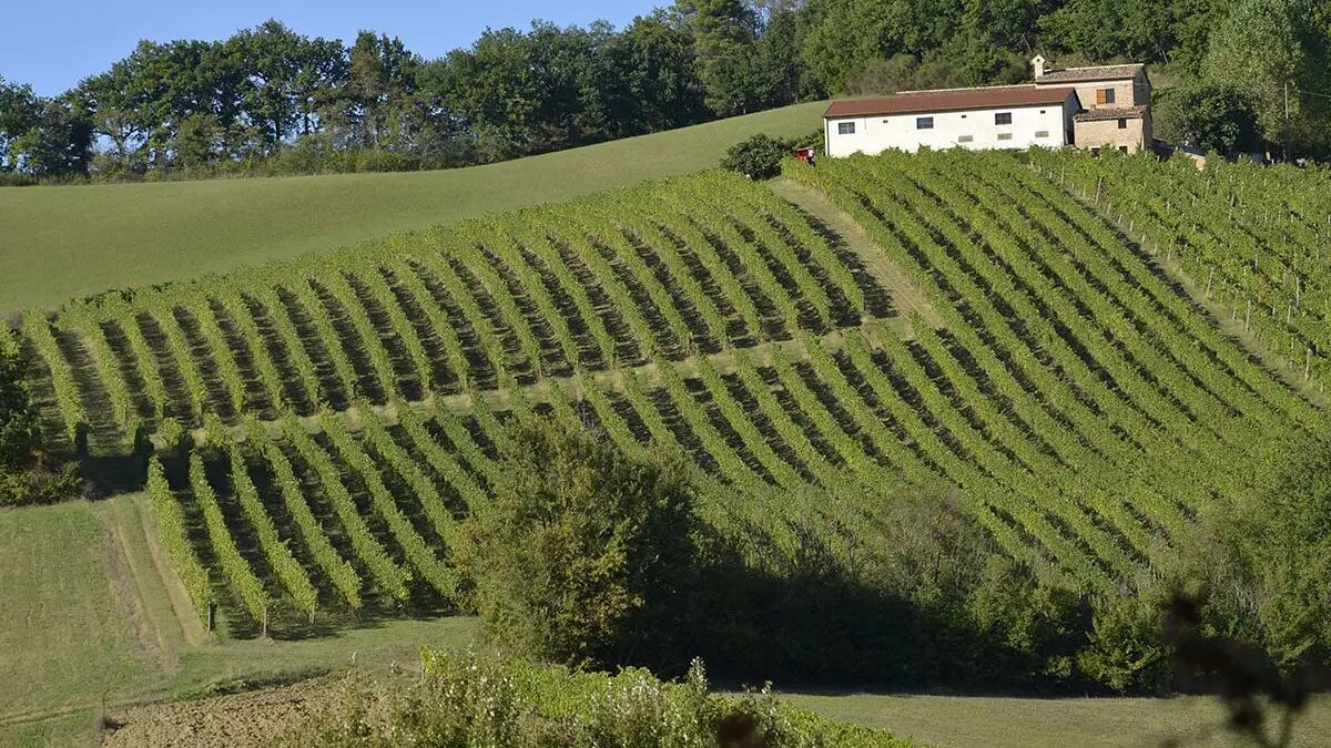 Belisario, il Verdicchio visto da Matelica