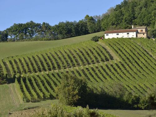 Belisario, il Verdicchio visto da Matelica