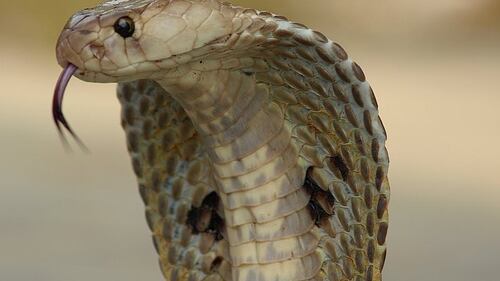 Un cobra nel letto: così l'indiano ha ammazzato la moglie