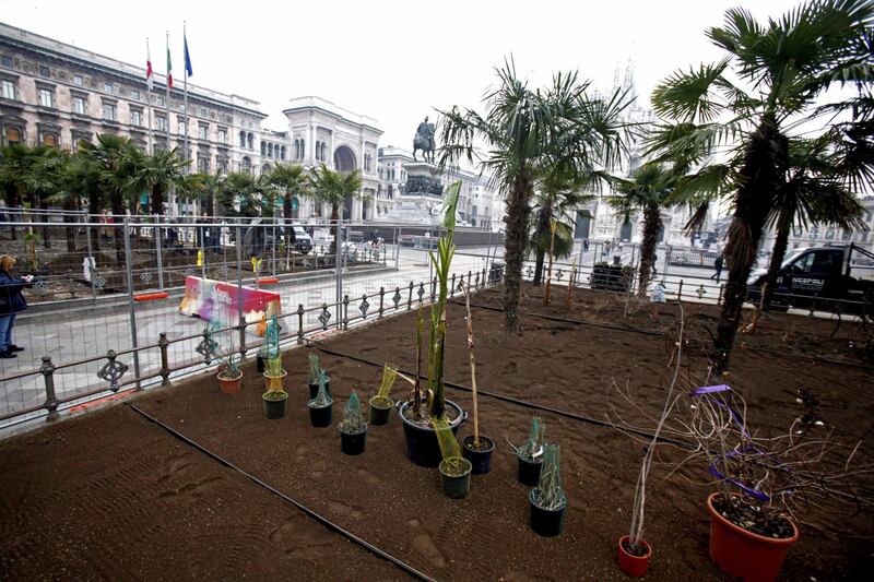 I banani arrivano in piazza Duomo 10