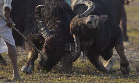 La corrida indiana: le immagini della lotta coi tori 4
