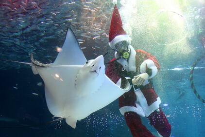 Babbo Natale sott'acqua, con i pesci di Seul 1