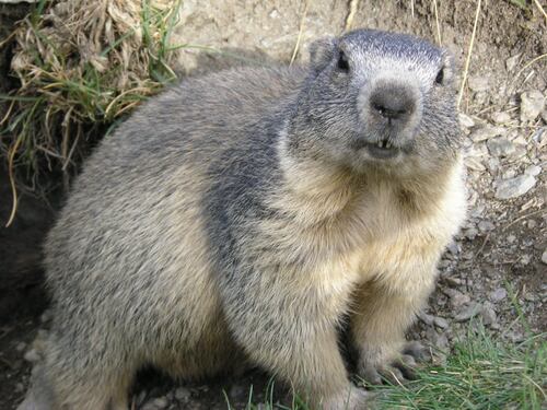 Peste nera in Mongolia: scatta la quarantena per aver mangiato carne di Marmotta cruda