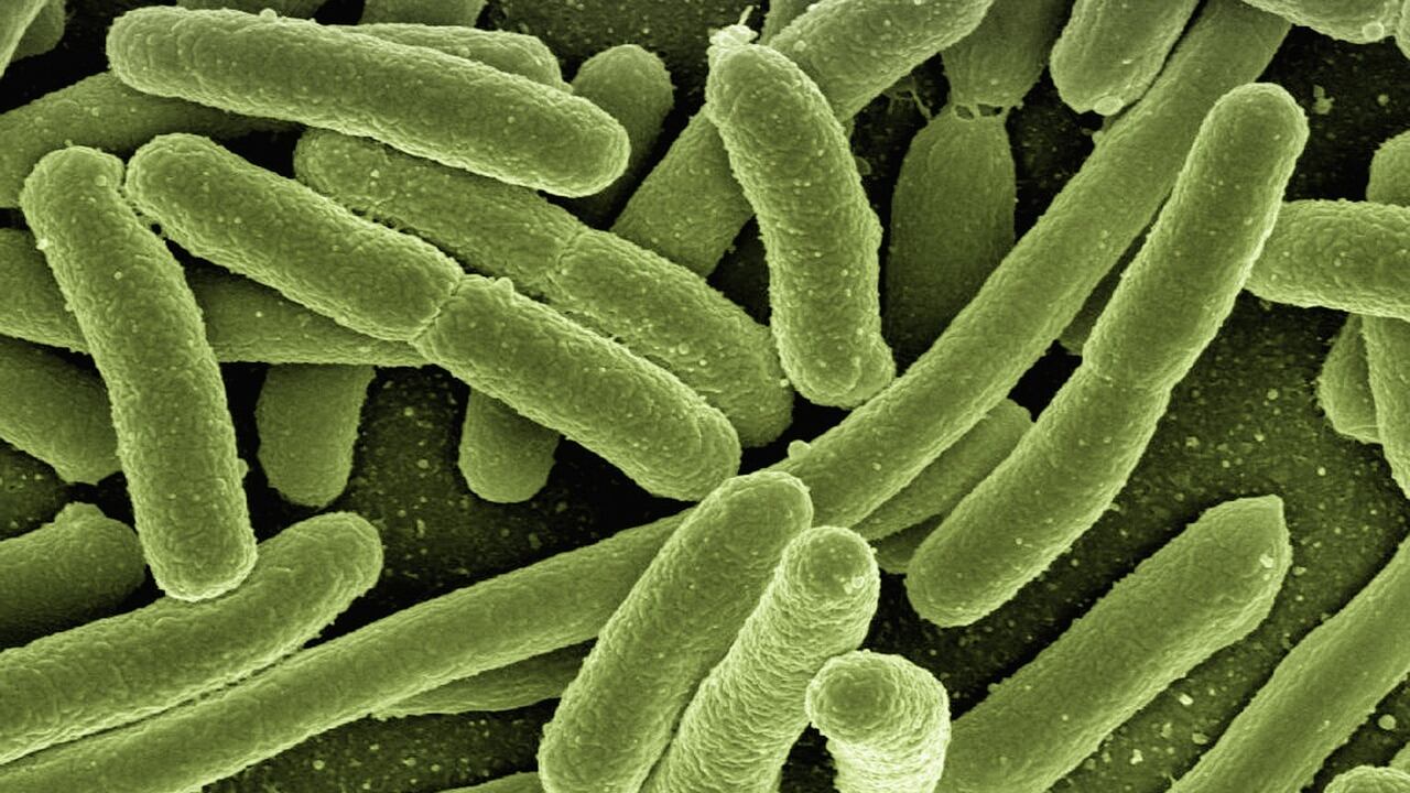 "Rischi senza precedenti". L'allarme degli scienziati sui "batteri-specchio"