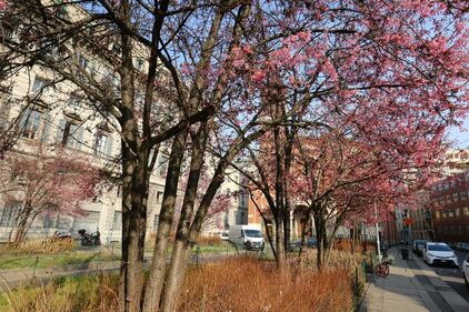 A Milano è primavera in anticipo  11