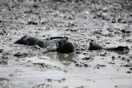 Arrivano le Mudflat Olympics, le Olimpiadi del fango 4