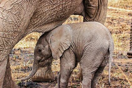 Elefante si fa un selfie 24