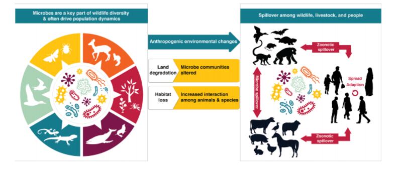 Le origini e le cause delle malattie zoonotiche e delle pandemie emergenti