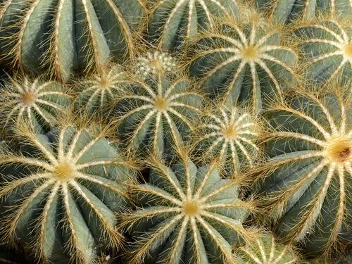 "Amo la sofferenza dei cactus. È la loro bellezza profonda"